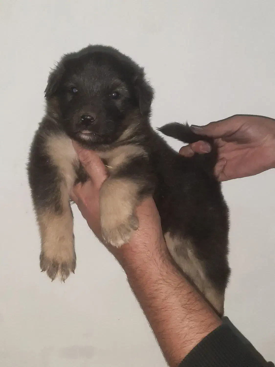 توله ژرمن شولاین ماده هست|سگ|تهران, جوادیه|دیوار