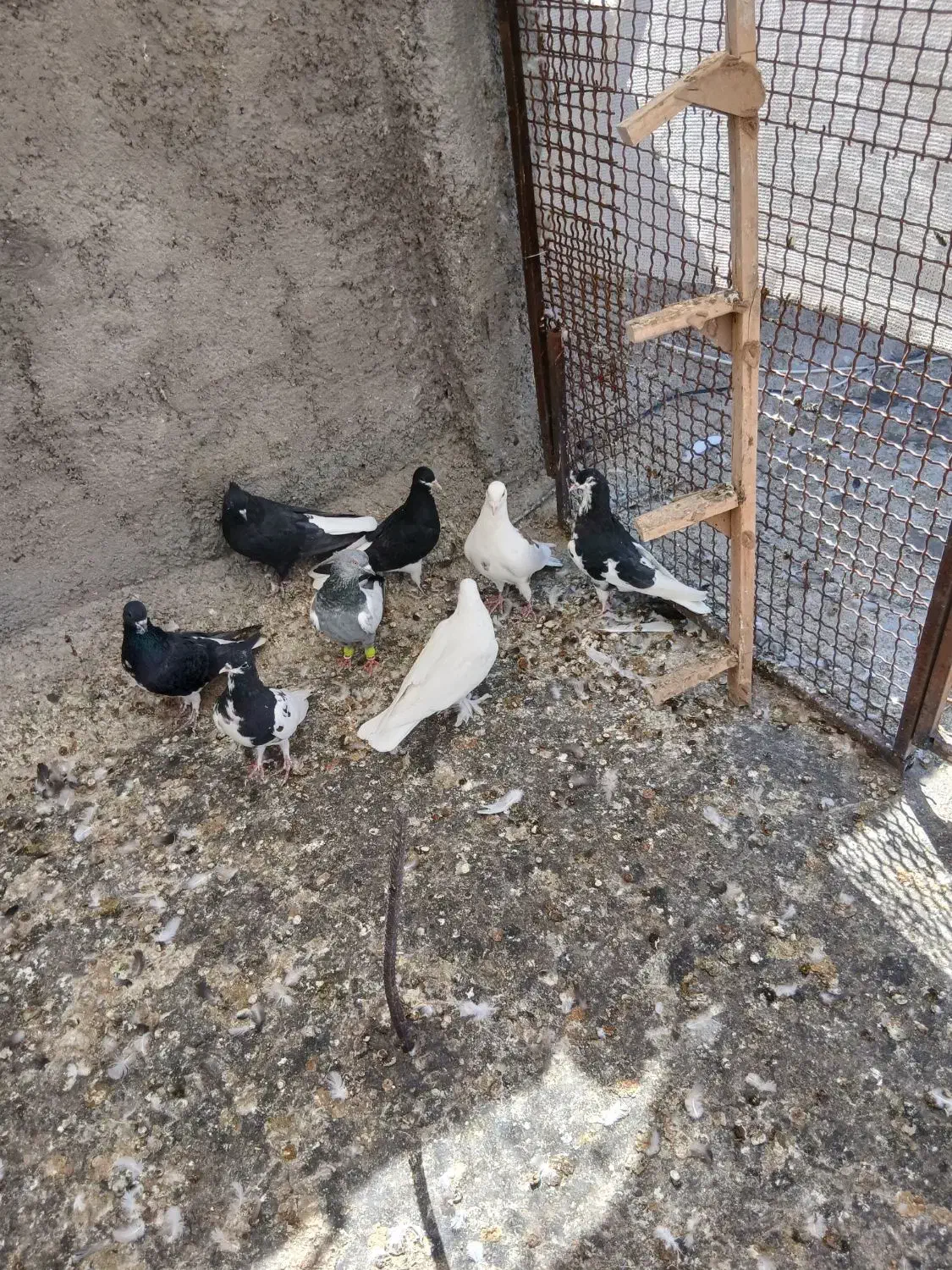 کفتر بهبونی شهری پرشی|پرنده|شیراز, سعدیه شمالی|دیوار