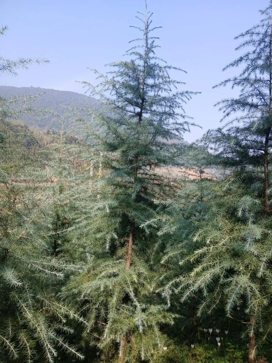 فروش نهال سدروس|گل و گیاه طبیعی|رحیمآباد, |دیوار