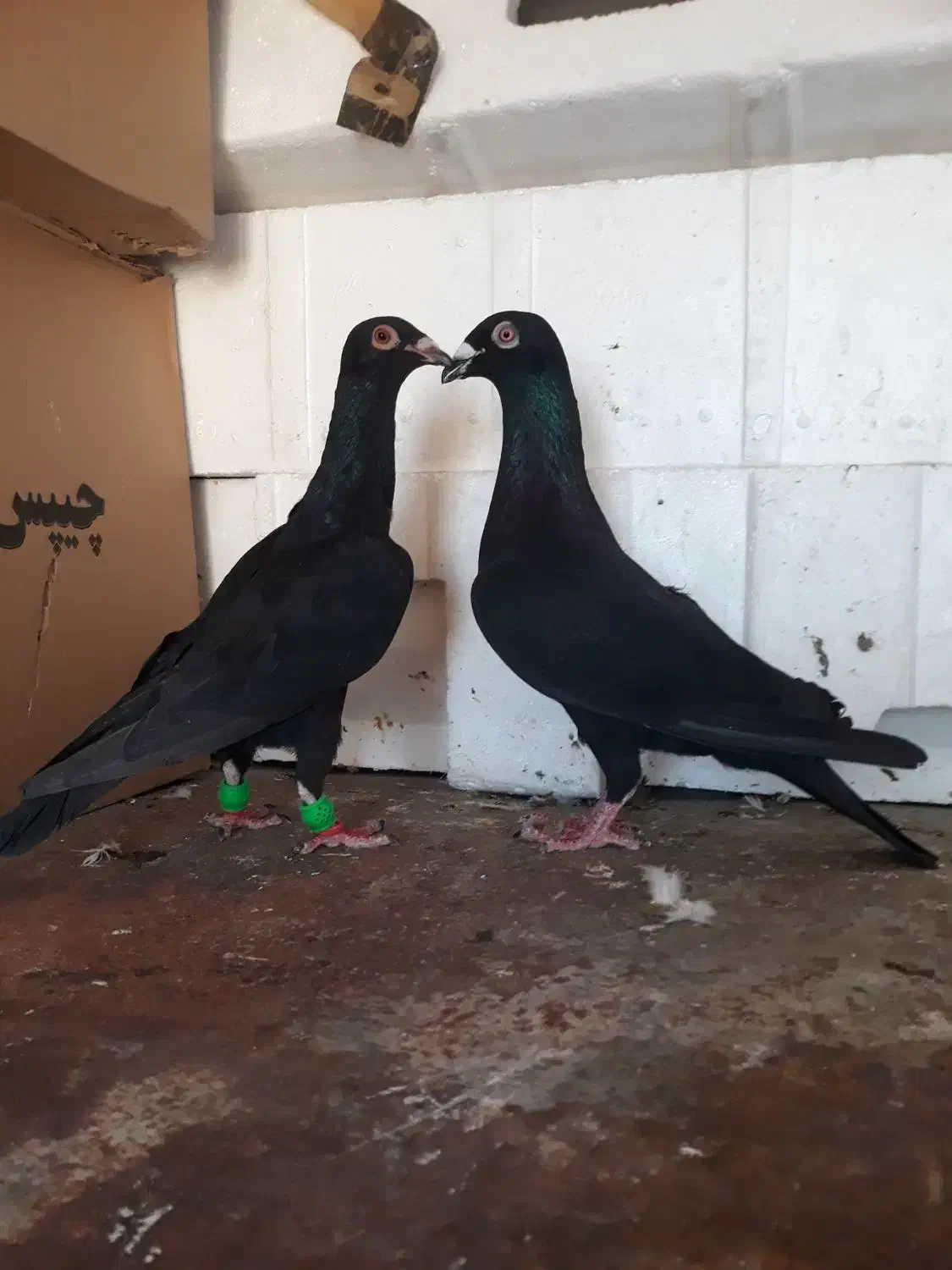 کبوتر زیل سیاها۱۵۰۰ بقیه ۶تا دونه ای ۳۰۰|پرنده|قزوین, |دیوار