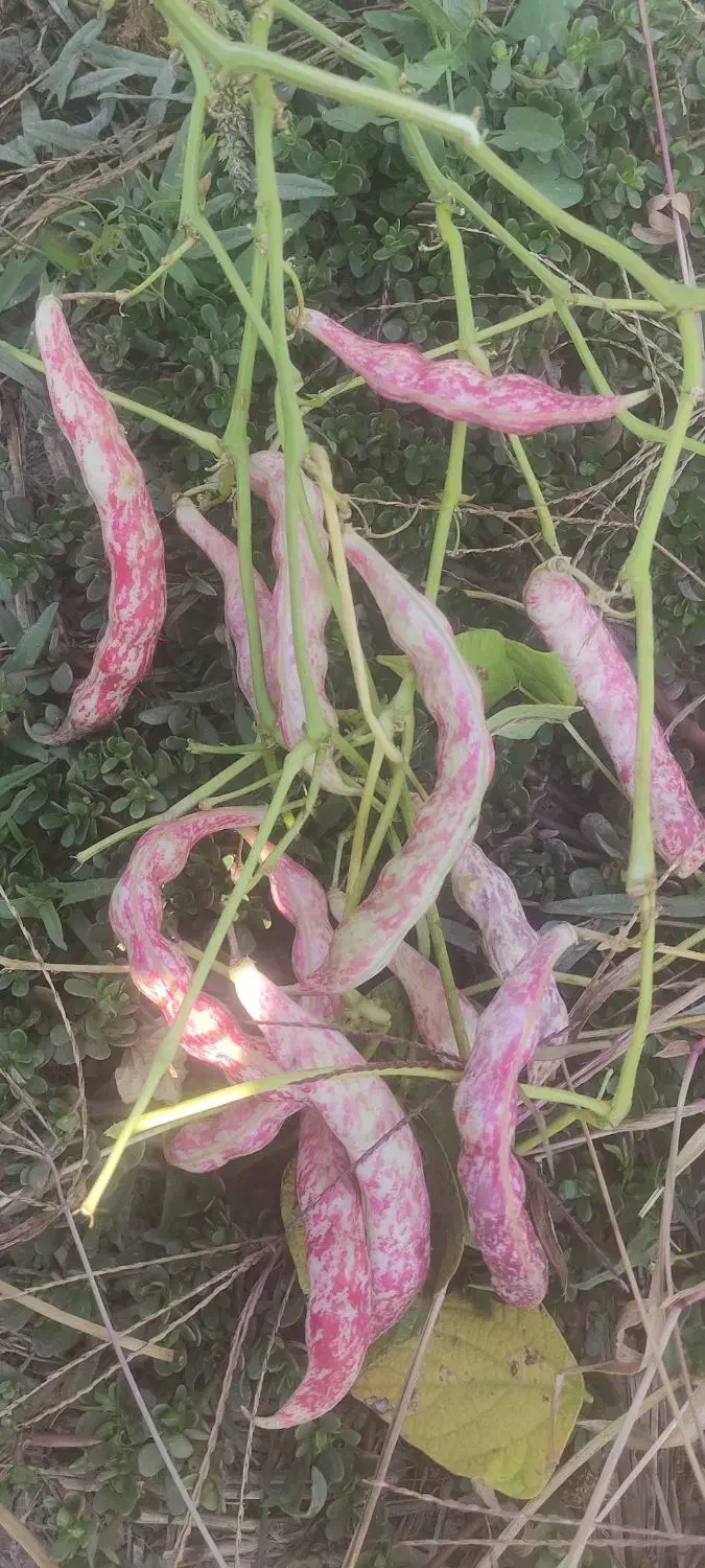 لوبیا چیتی رقم صالح|خوردنی و آشامیدنی|مرودشت, ابوذر جنوبی|دیوار