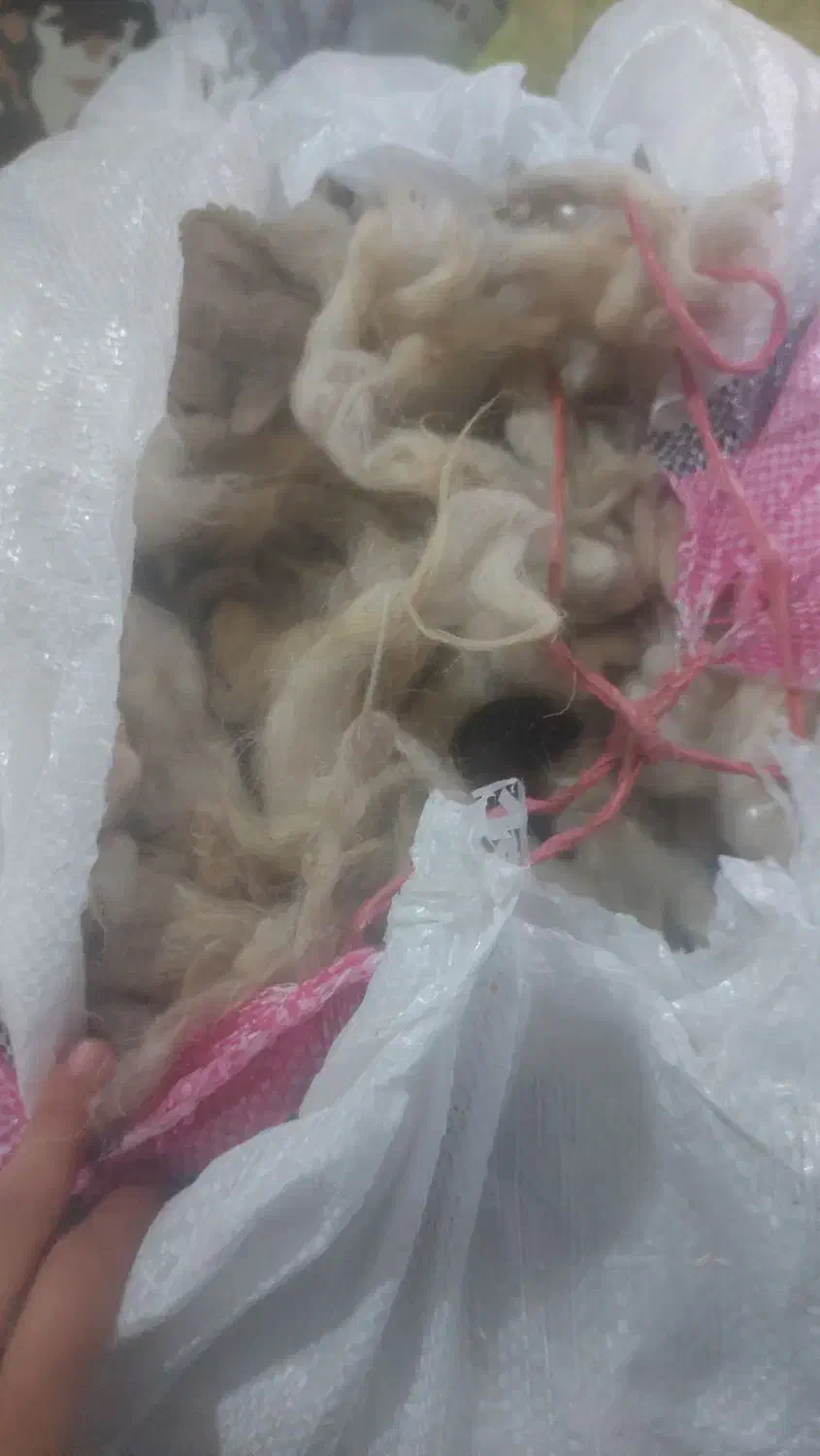 پشم گوسفندی تمیز|رختخواب، بالش، پتو|ارومیه, |دیوار