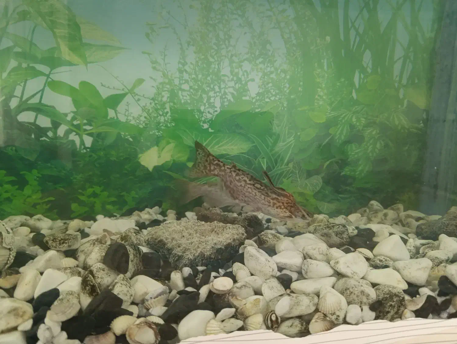 ماهی گوشتخوار|ماهی|بومهن, |دیوار