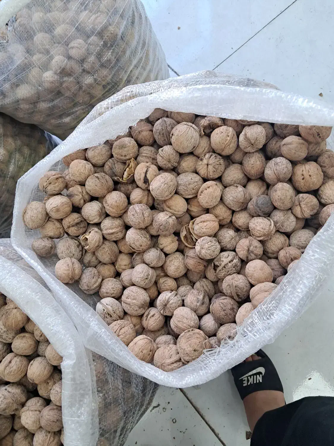 گردو|عمده‌فروشی|رشت, پیرکلاچای|دیوار