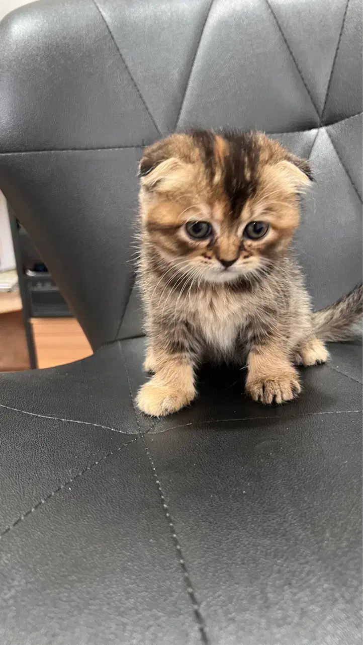 گربه اسکاتیش|گربه|مراغه, |دیوار