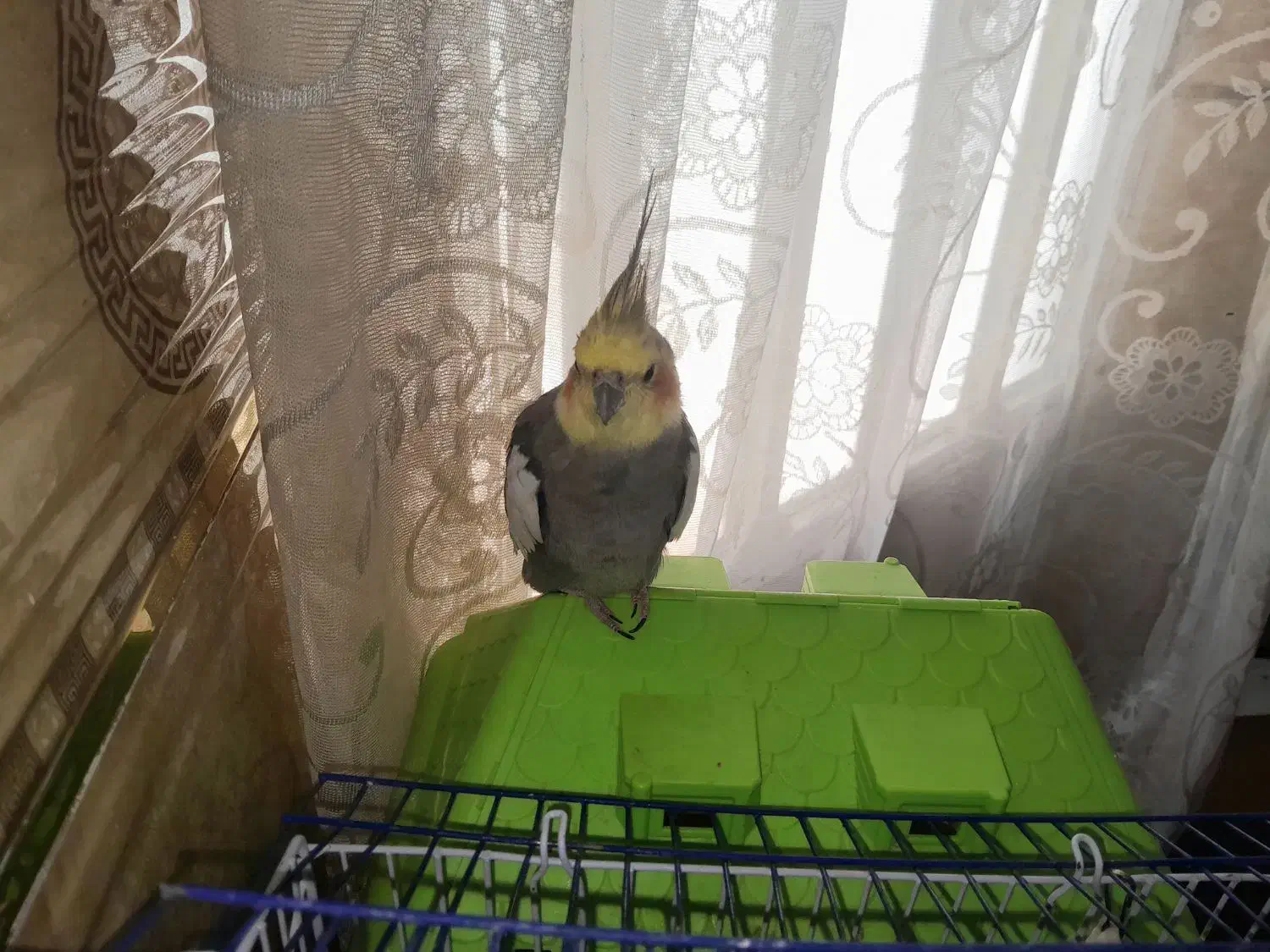 عروس هلندی گمشده نوعلیبیگ|حیوانات|ساوه, |دیوار