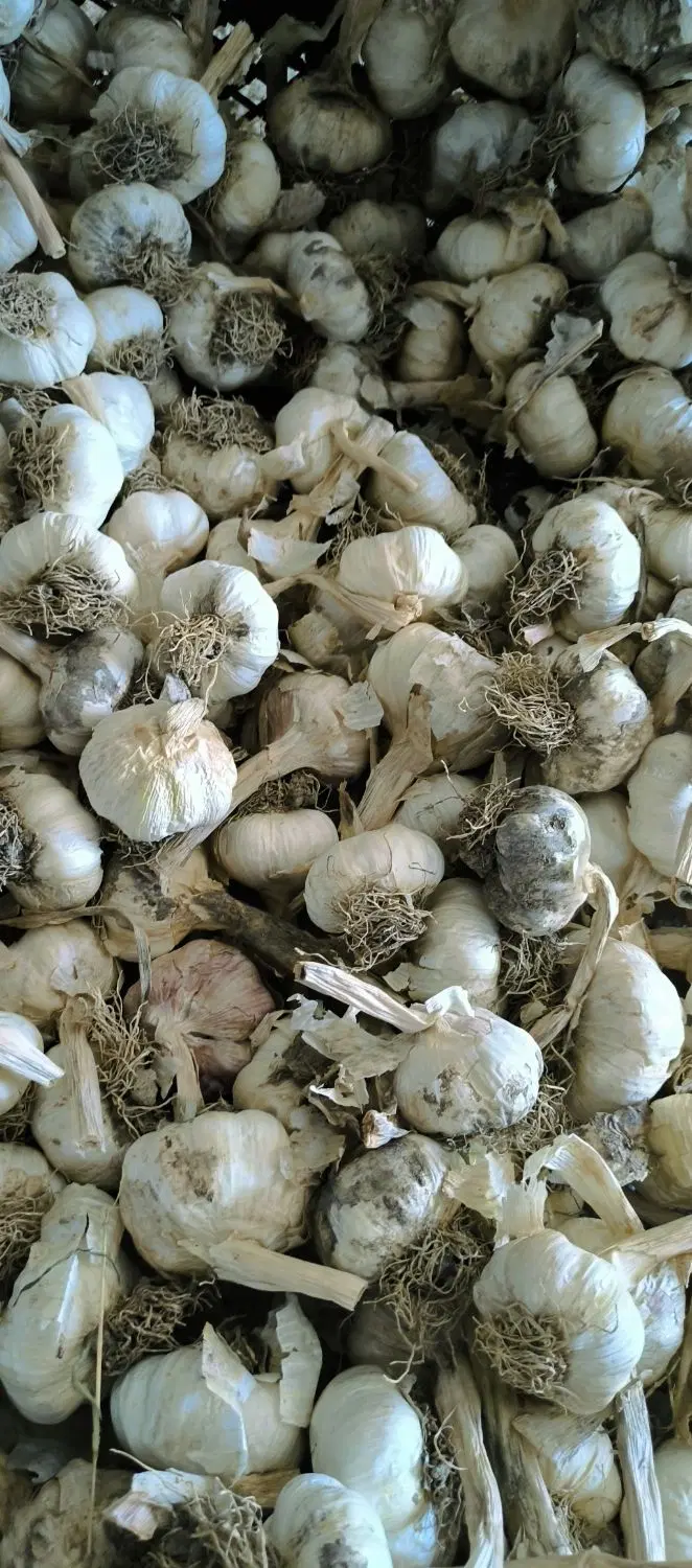 سیر سفید|عمده‌فروشی|پارس‌آباد, |دیوار