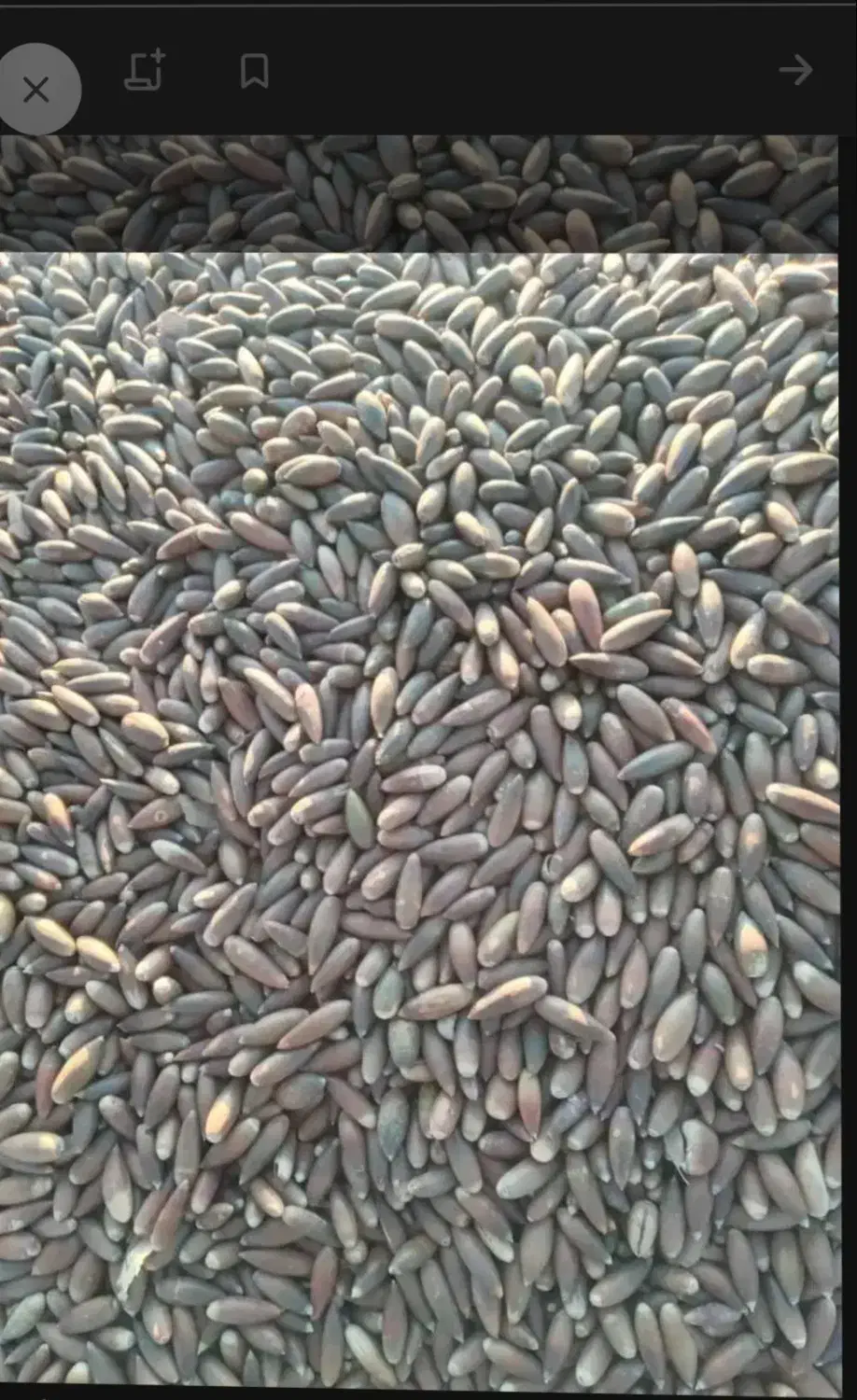 بلوط|گل و گیاه طبیعی|دشمن زیاری, |دیوار