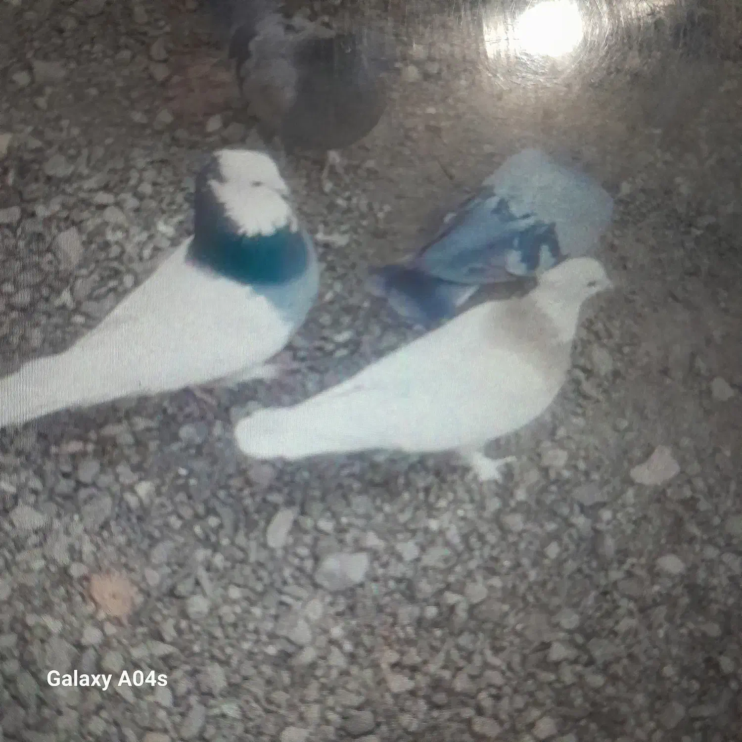 کبوتر خوب|پرنده|بم, |دیوار