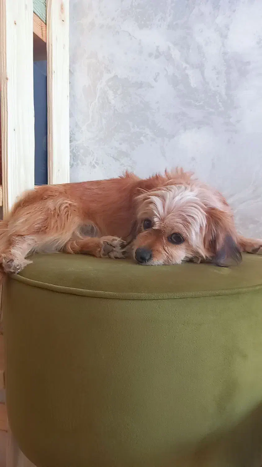 شیتزو واگذاری|سگ|شیراز, گویم|دیوار