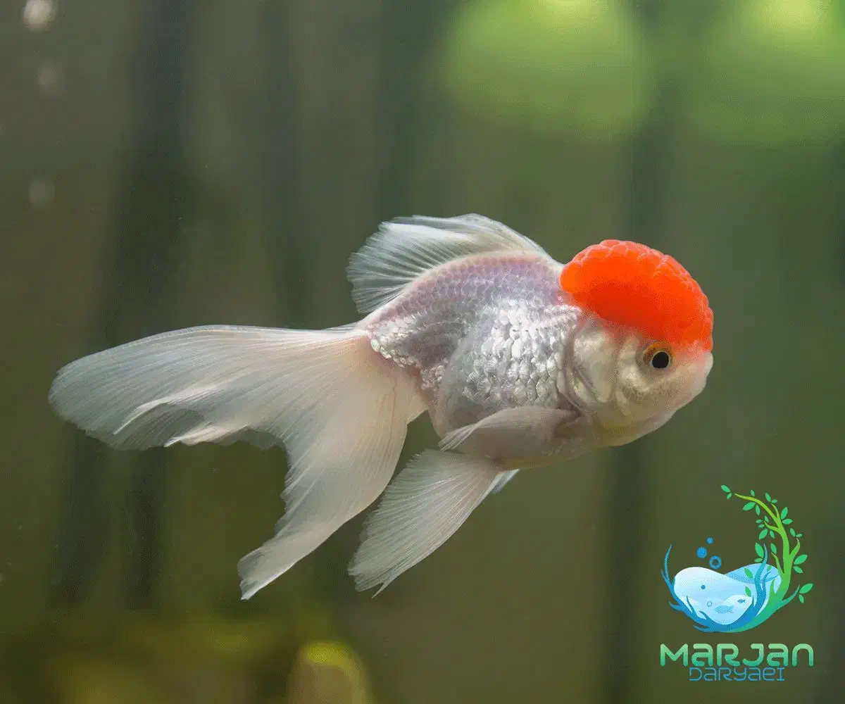 ماهی زینتی|ماهی|سبزوار, پیام|دیوار