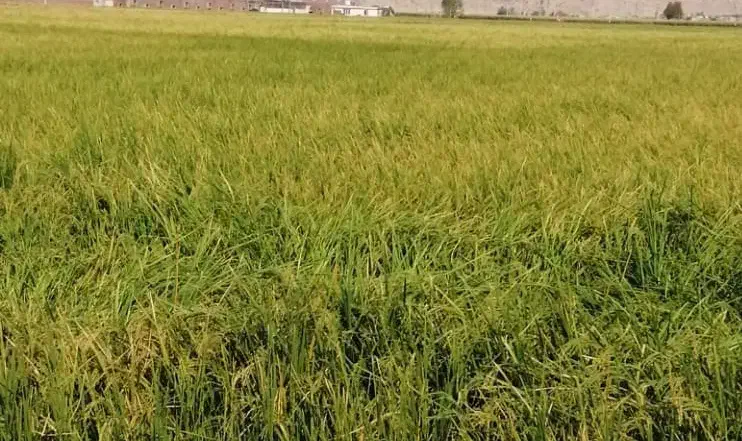 13 هکتار زمین کشاورزی|اجارهٔ دفتر صنعتی، کشاورزی، تجاری|مرودشت, رامجرد یک|دیوار