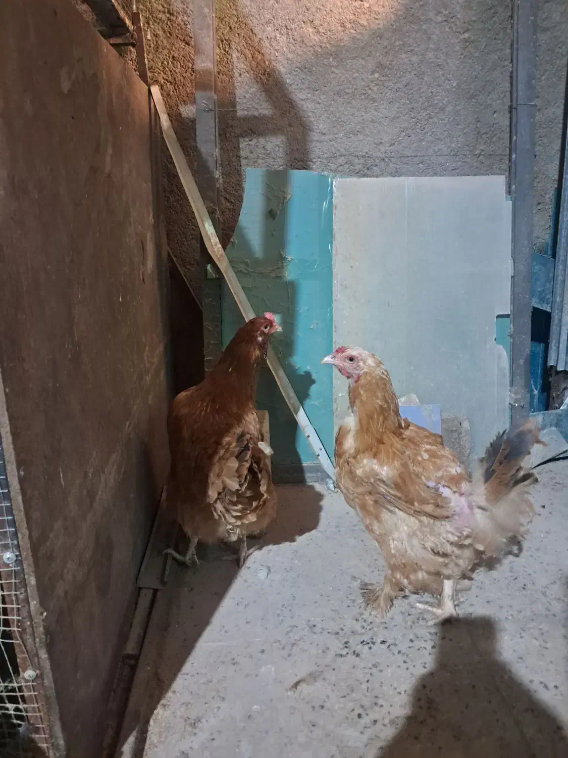 مرغ محلی ریشو وپاپر تخم گذار|حیوانات مزرعه|اردبیل, |دیوار