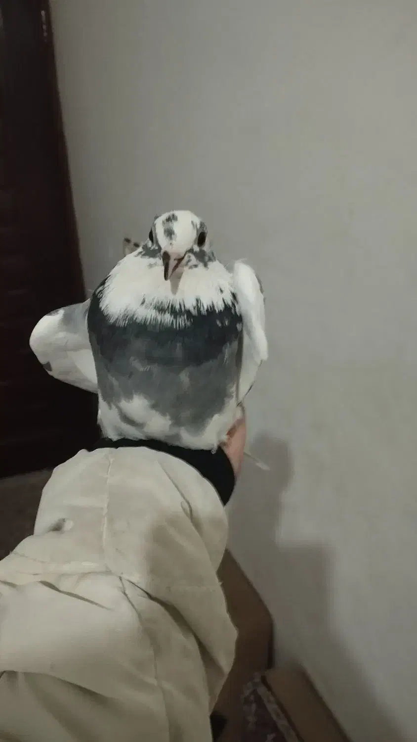 کبوتر غریب گیری شده|پرنده|آستانه اشرفیه, |دیوار