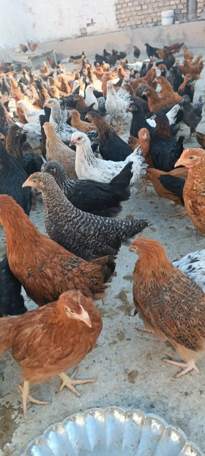 جوجه مرغ و خروس|حیوانات مزرعه|یزد, |دیوار