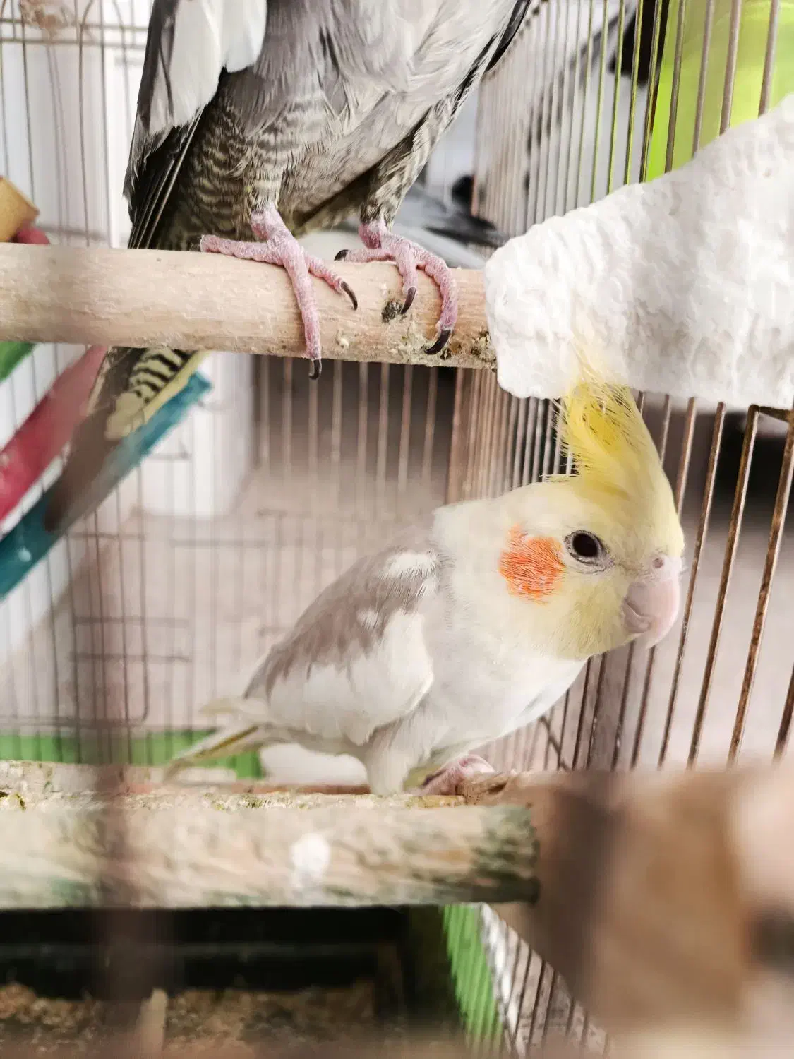 طوطی عروس|پرنده|الوند, |دیوار