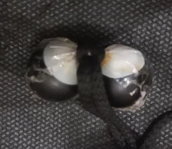 مهره و انگشتر موکلدار|بدلیجات|یزد, |دیوار