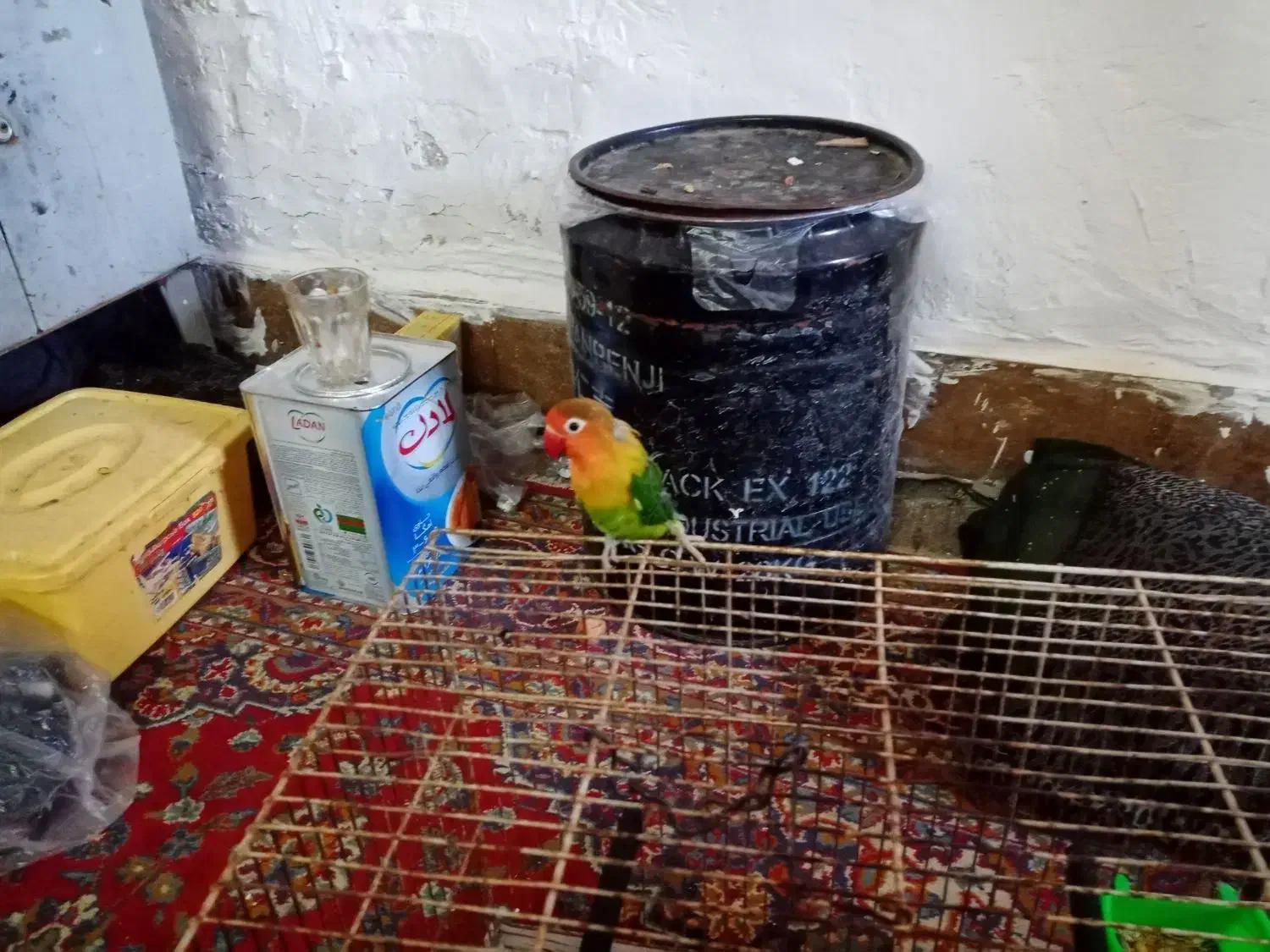 فروشه کوتوله برزیلی،|پرنده|جهرم, |دیوار