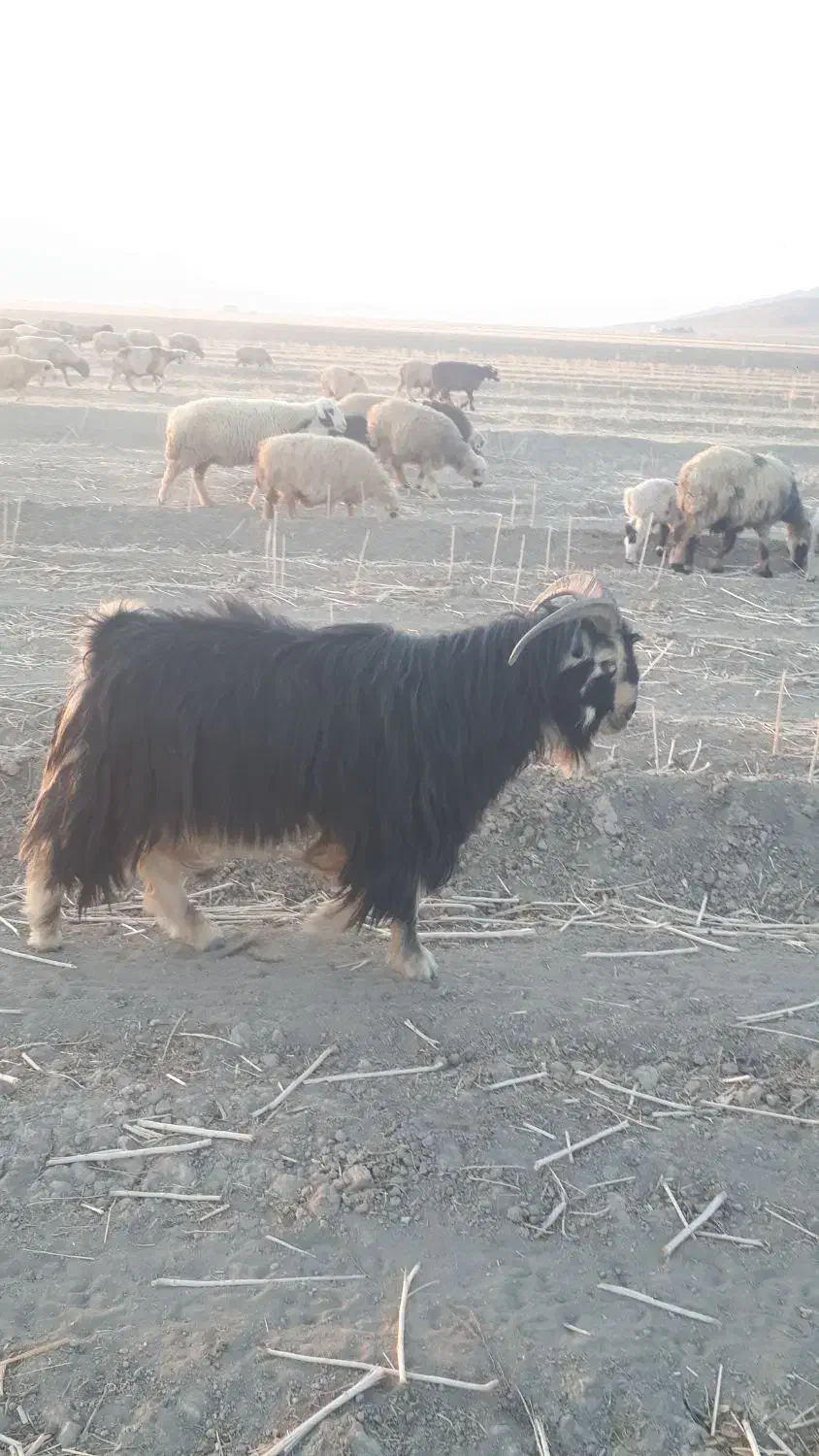 پازن ترکی فروشی|حیوانات مزرعه|شیراز, احمدآباد|دیوار