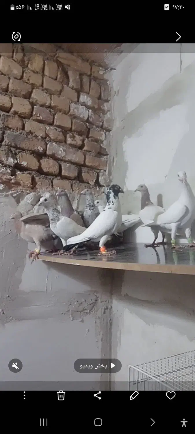 کبوتر|پرنده|تربت جام, میان جام|دیوار