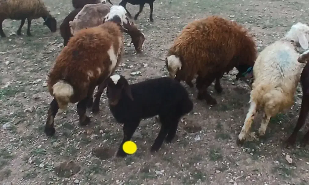 بره|حیوانات مزرعه|کنگاور, |دیوار