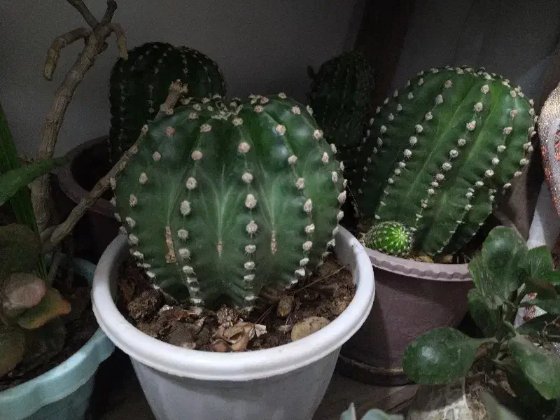 گل و گیاه طبیعی|گل و گیاه طبیعی|ماهدشت, |دیوار