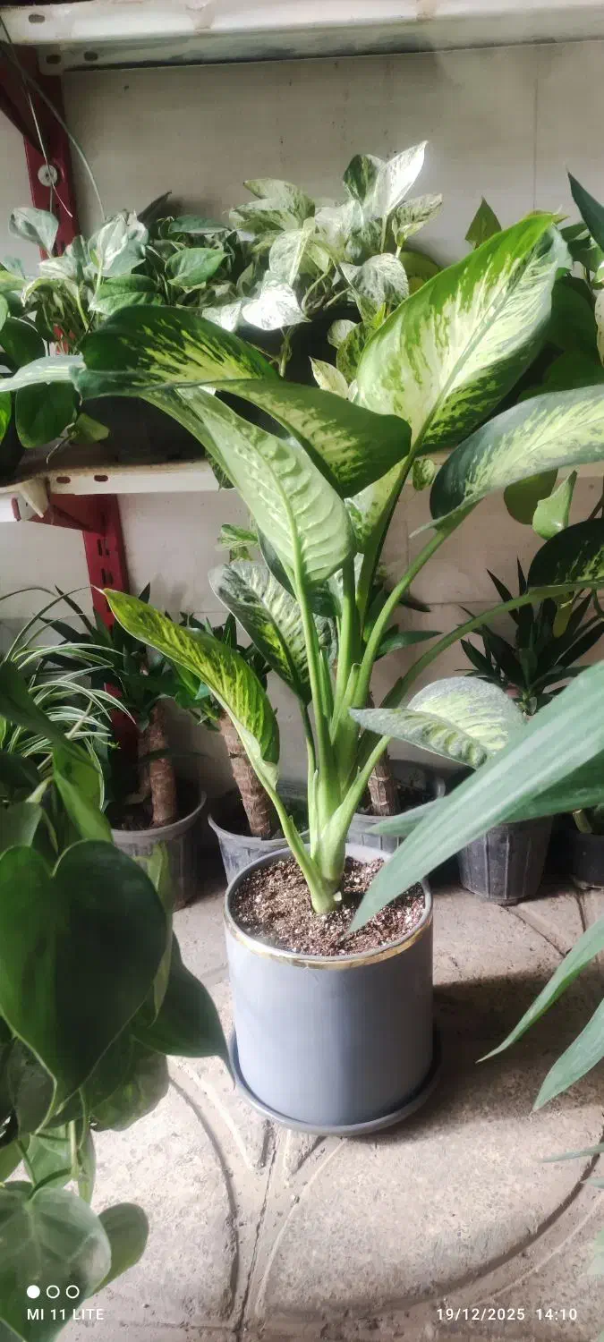 انواع گل پتوس .دیفن|گل و گیاه طبیعی|ورامین, ورامین|دیوار