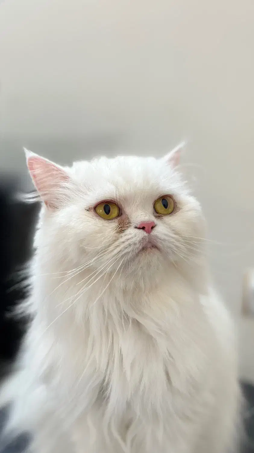 گربه پرشین|گربه|بهشهر, |دیوار