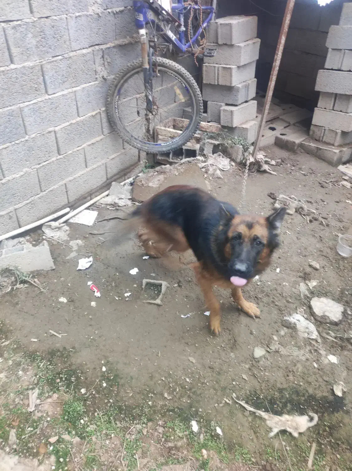 فروش سگ ژرمن|سگ|هادی شهر, |دیوار