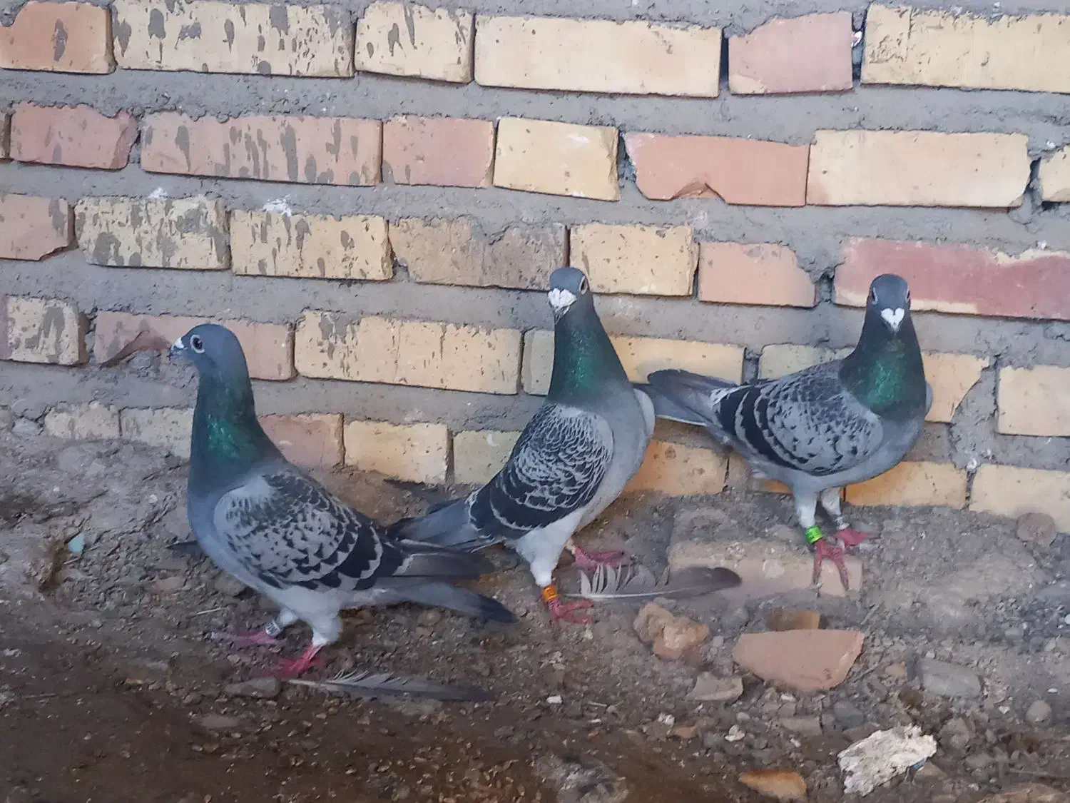 کبوتر|پرنده|سرخنکلاته, |دیوار