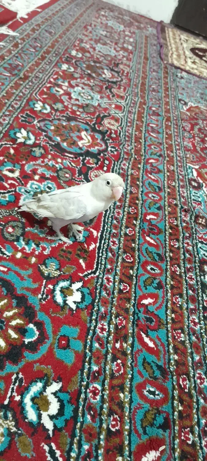 طوطی برزیلی کم یاب|پرنده|سنندج, |دیوار