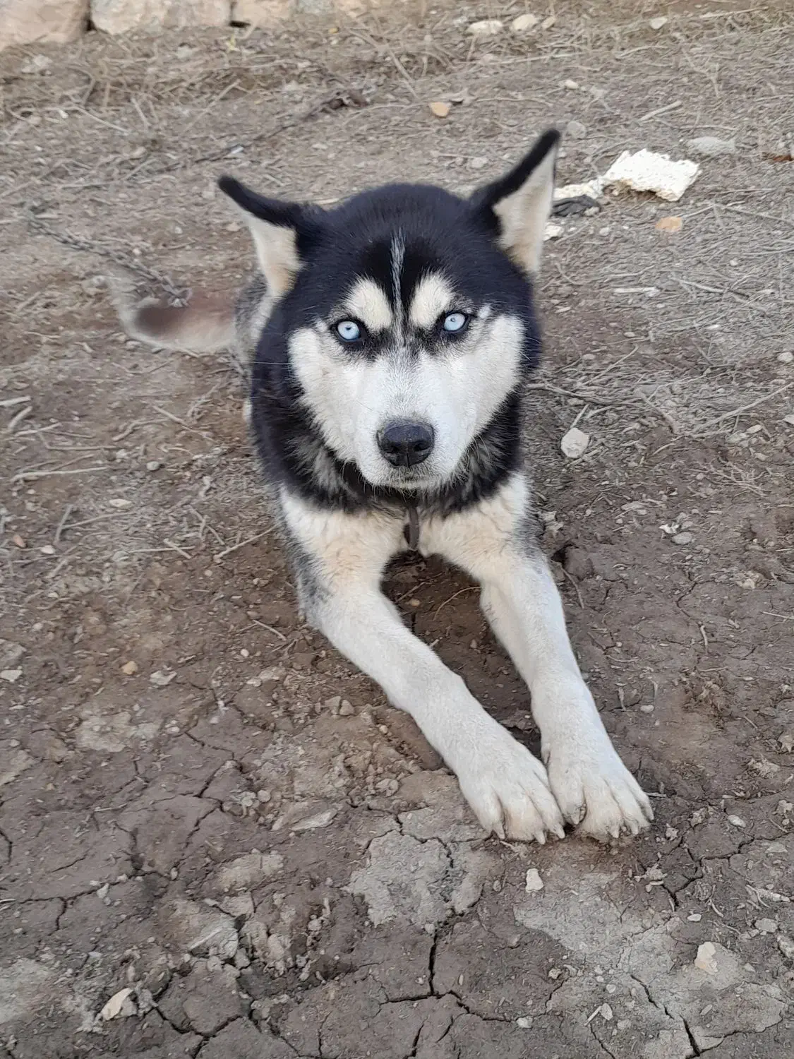 سگ هاسگی|سگ|اردبیل, |دیوار