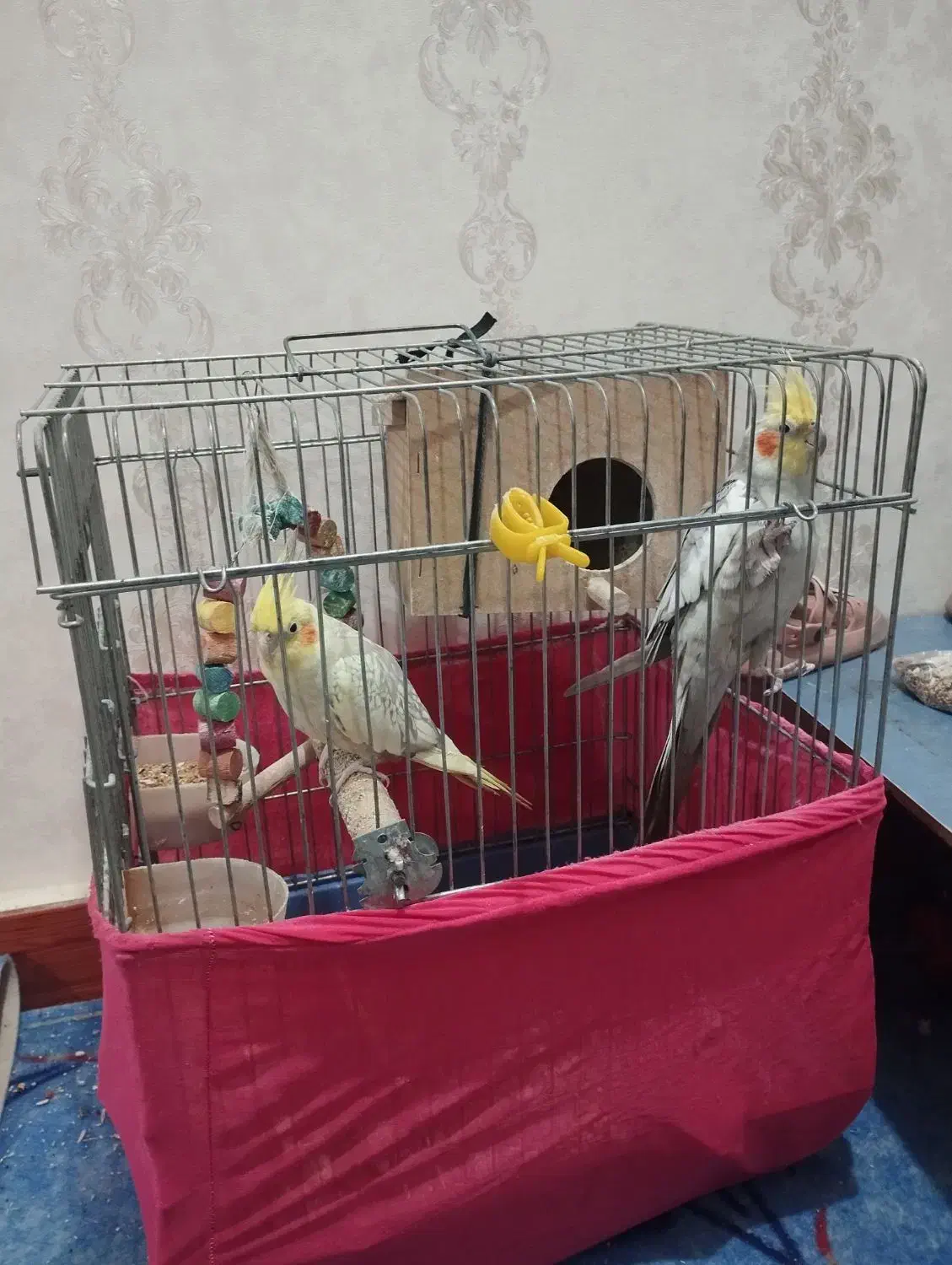 یک جفت عروس هلندی|پرنده|قرچک, باقرآباد|دیوار