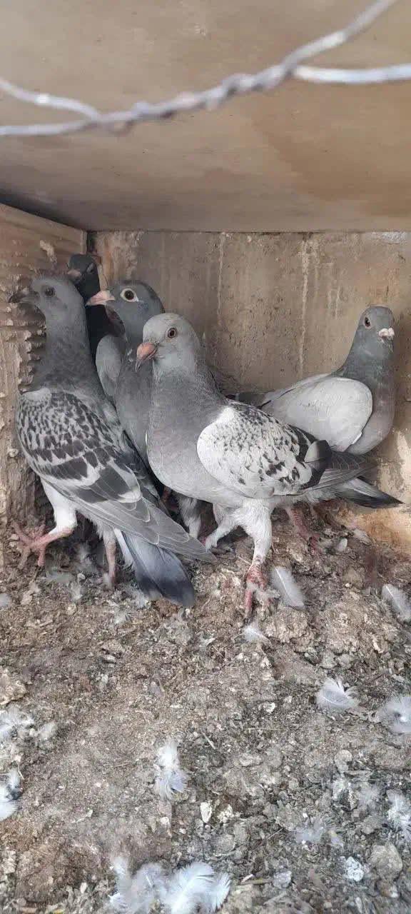 کفتر پلاکی مسافتی|پرنده|بافق, |دیوار