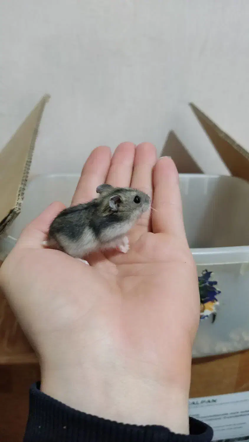 همستر|موش و خرگوش|اراک, |دیوار