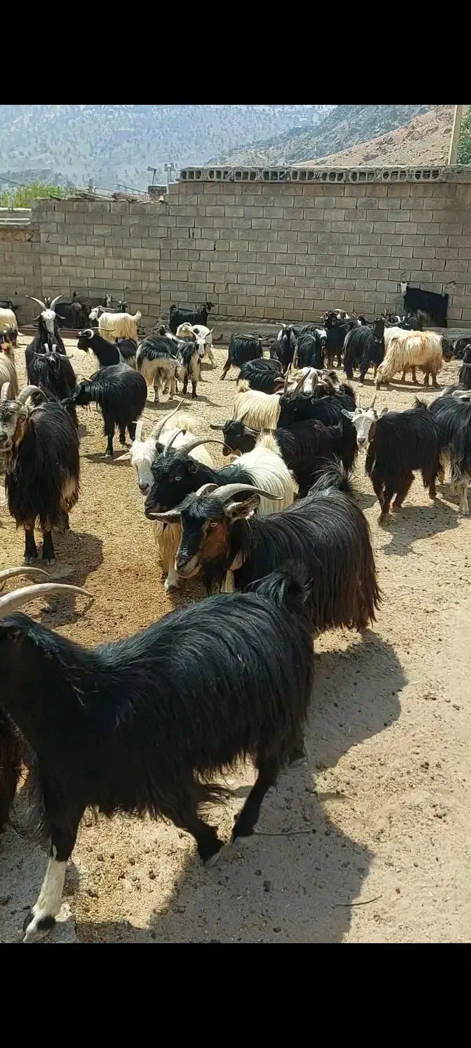 گله بز|حیوانات مزرعه|ناغان, |دیوار