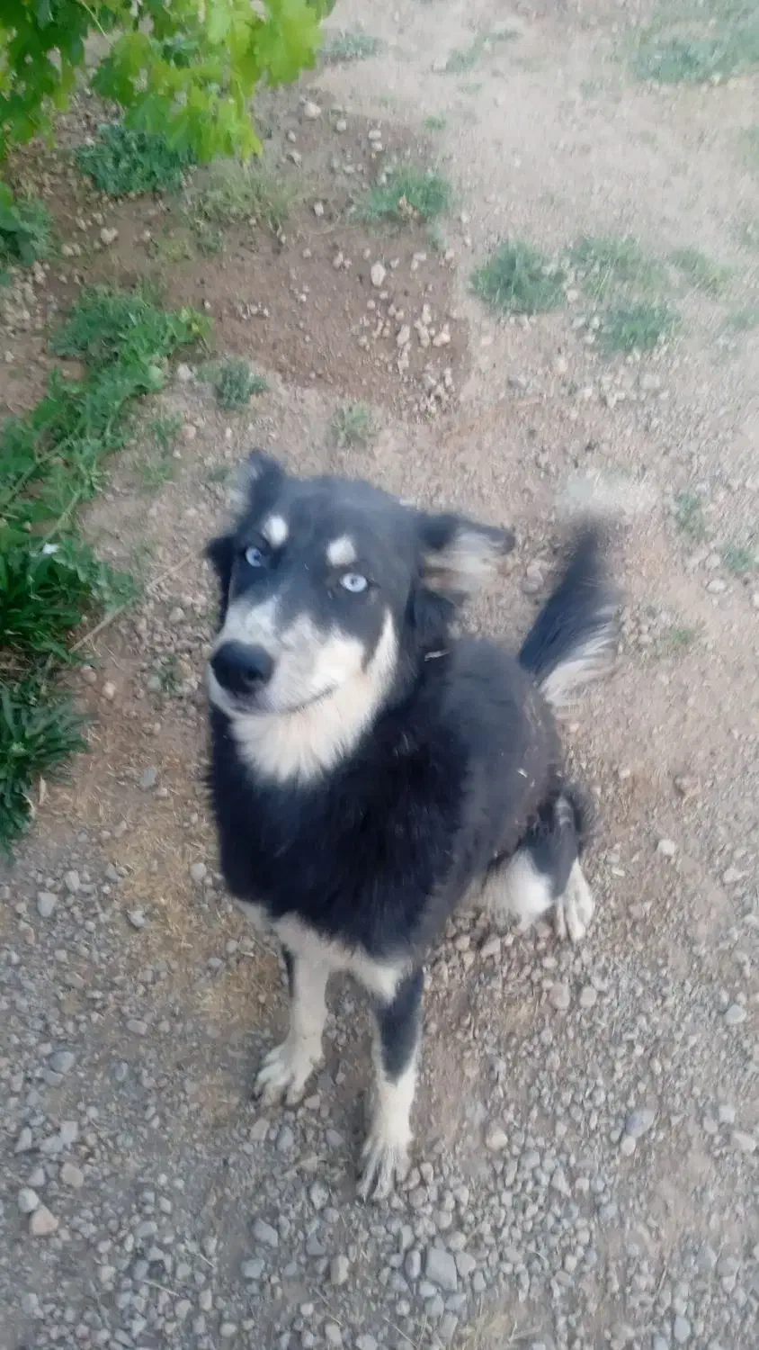 واگذاری سگ هاسکی|سگ|حسن آباد, |دیوار