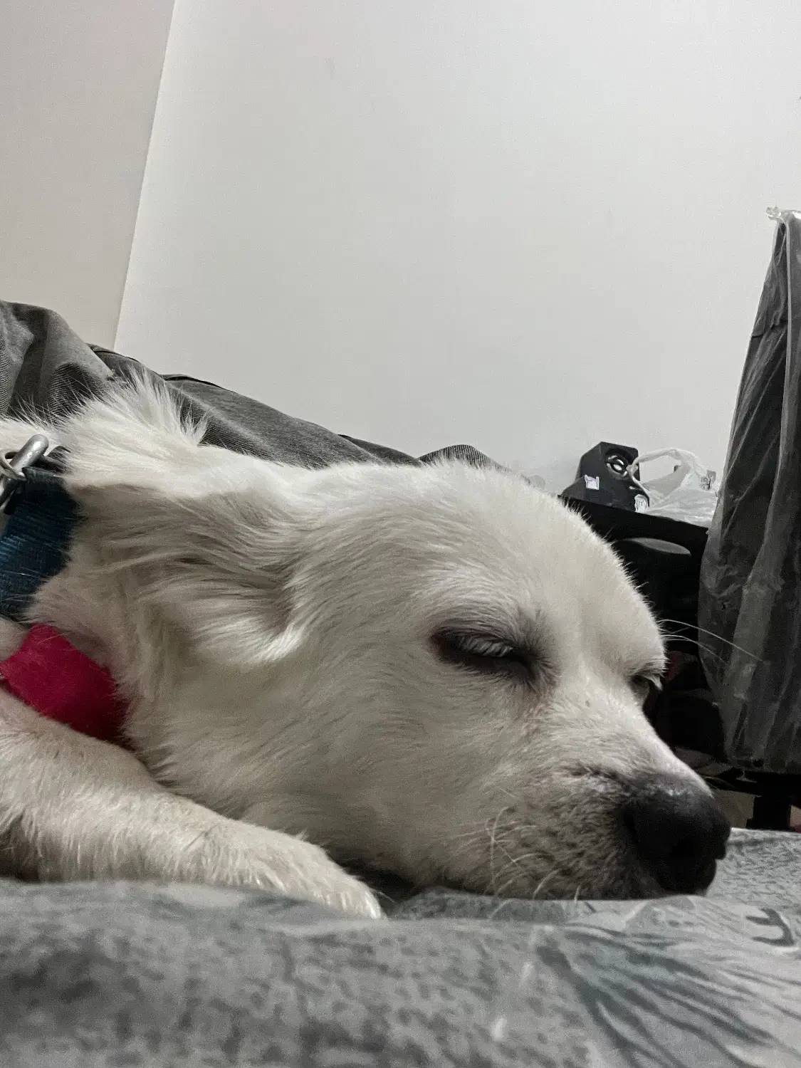 واگذاری سگ اشپیز روباهی|سگ|سقز, |دیوار