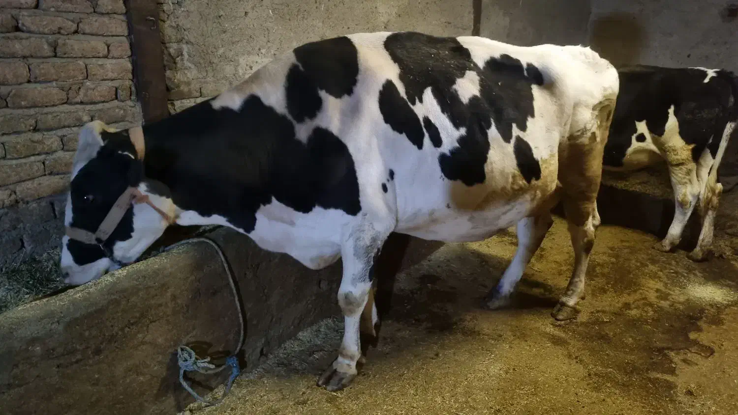 گاو هلشتاین|حیوانات مزرعه|سیلاخور, |دیوار