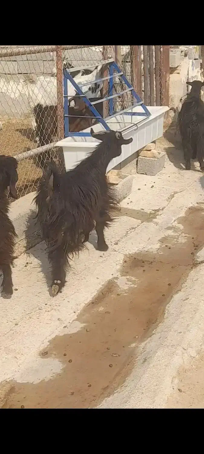 بز میش جوون|حیوانات مزرعه|بهبهان, |دیوار