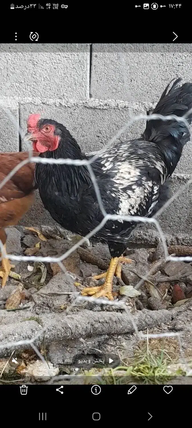 خروس لاری افغان|حیوانات مزرعه|آزادشهر, |دیوار