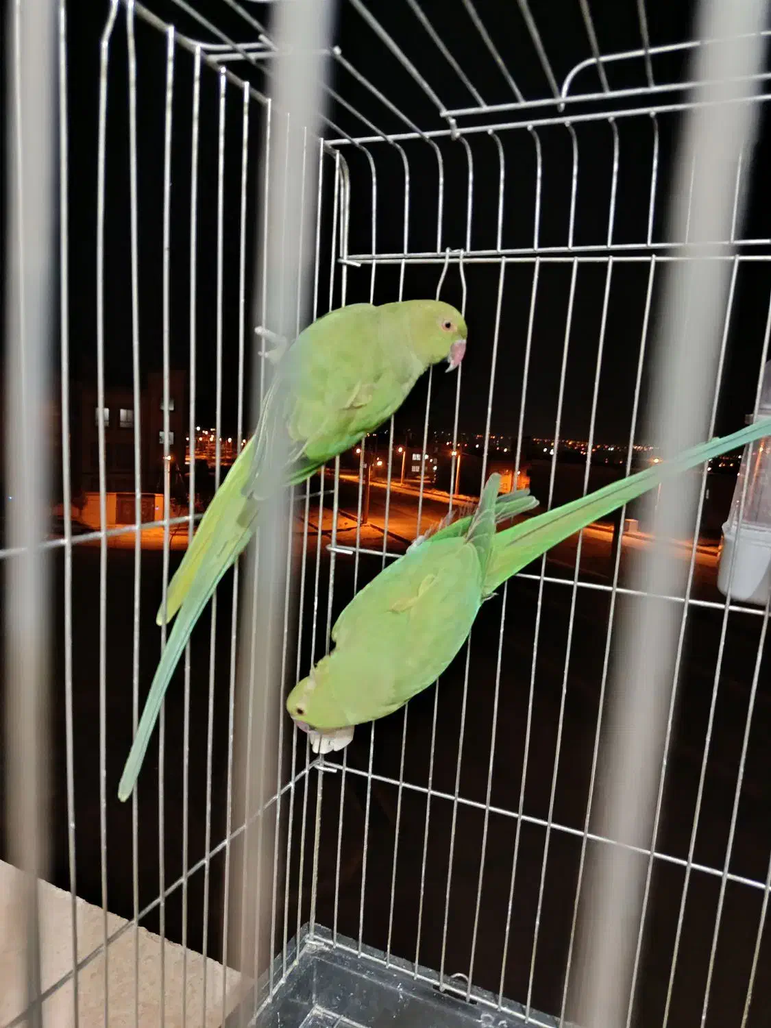 شاه طوطی|پرنده|شاهرود, |دیوار