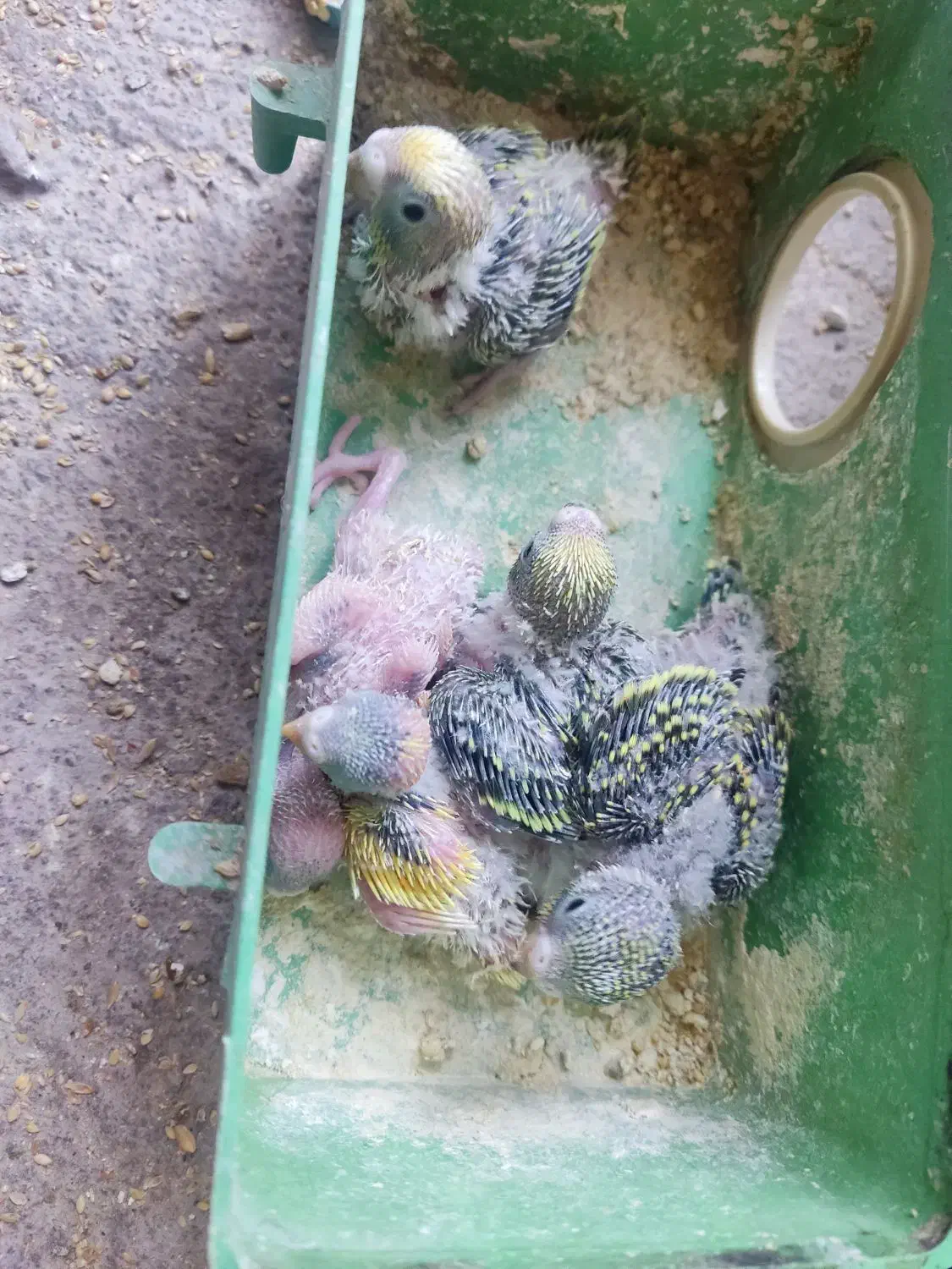 مرغ عشق|پرنده|تبریز, |دیوار