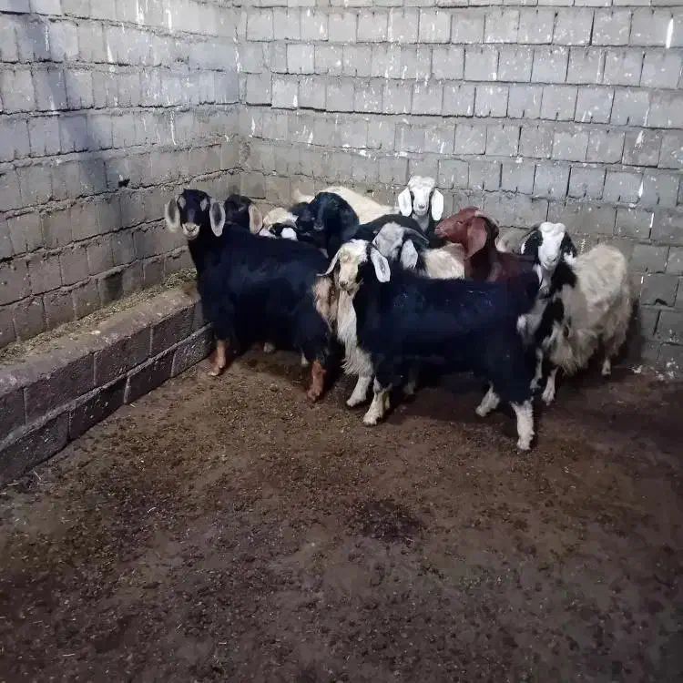 بزغاله|حیوانات مزرعه|امام, |دیوار