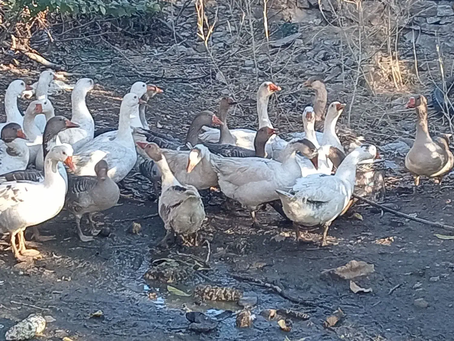 29قازمحلی باخرگوش لپ|حیوانات مزرعه|مریوان, |دیوار