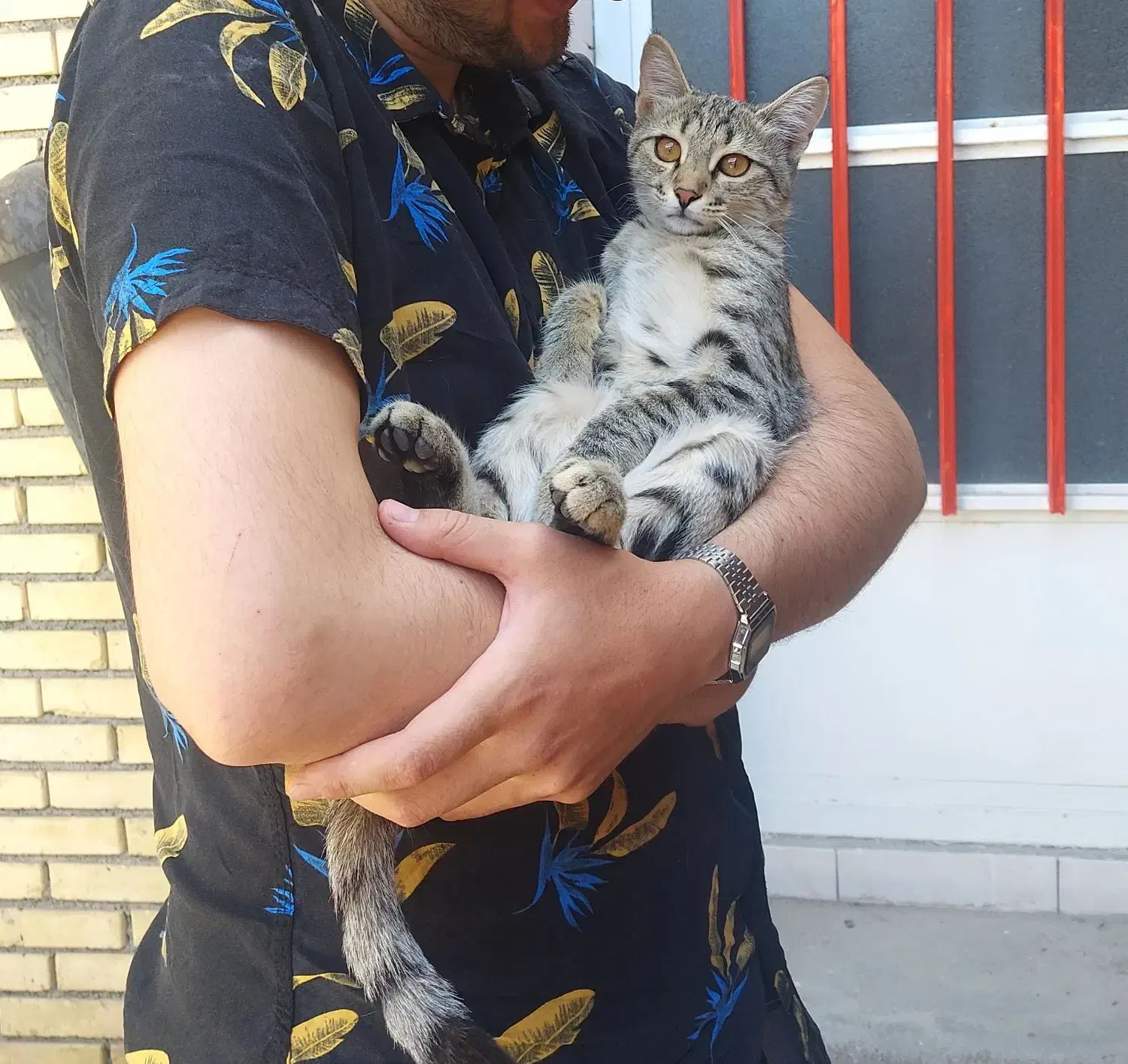 گمشدن گربه ۸ماهه|گربه|شهرکرد, |دیوار