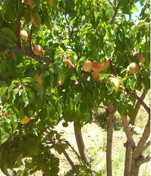 روستا پسندویه باغ با درختان ثمری و سهمیه آب|فروش زمین و ملک کلنگی|کوهبنان, |دیوار