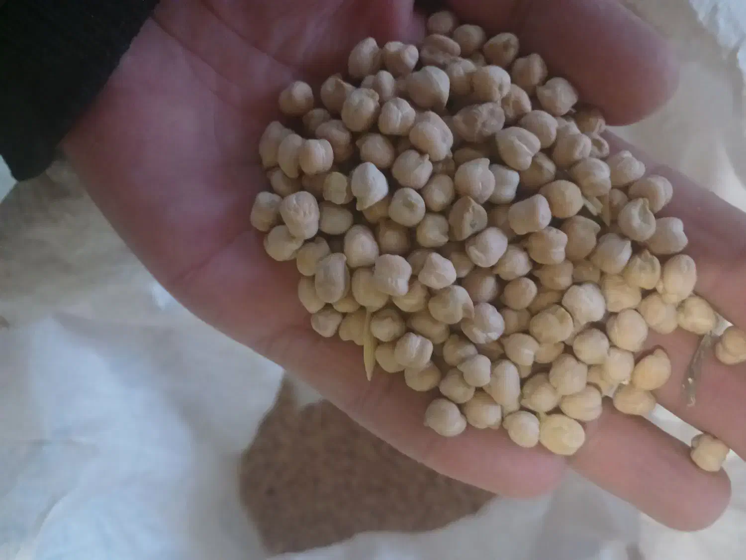 نخود|خوردنی و آشامیدنی|شیرین‌سو, |دیوار