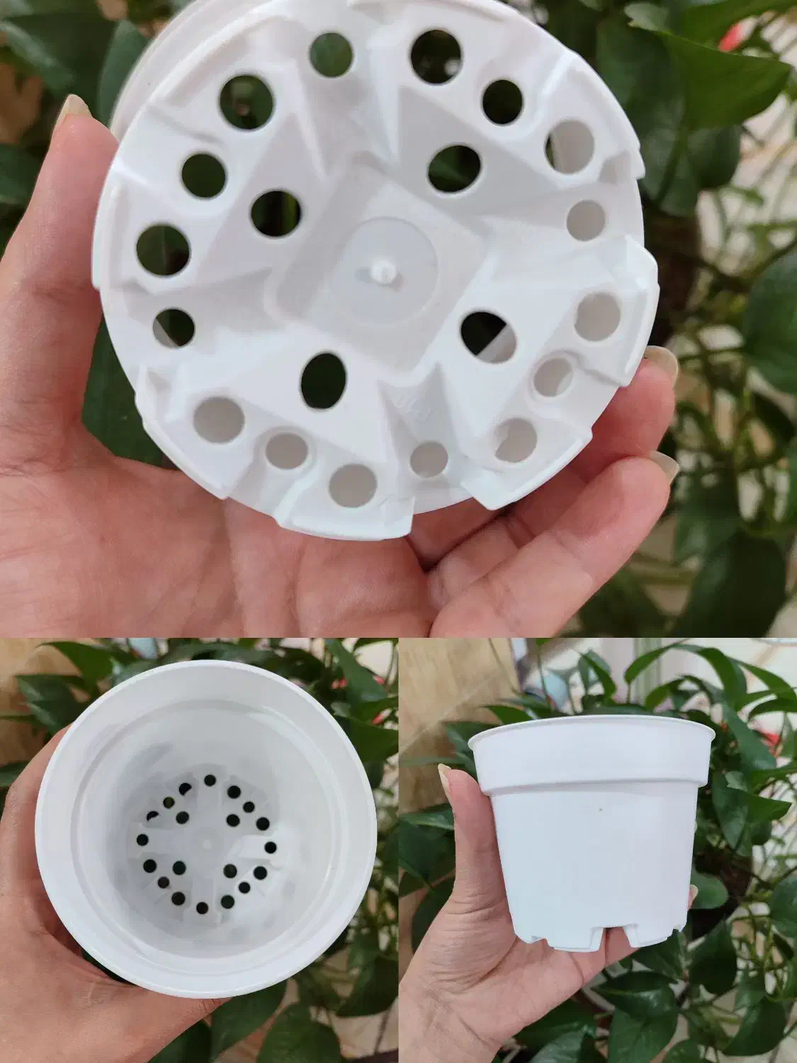 گلدان پلاستیکی|گل و گیاه طبیعی|بهبهان, |دیوار