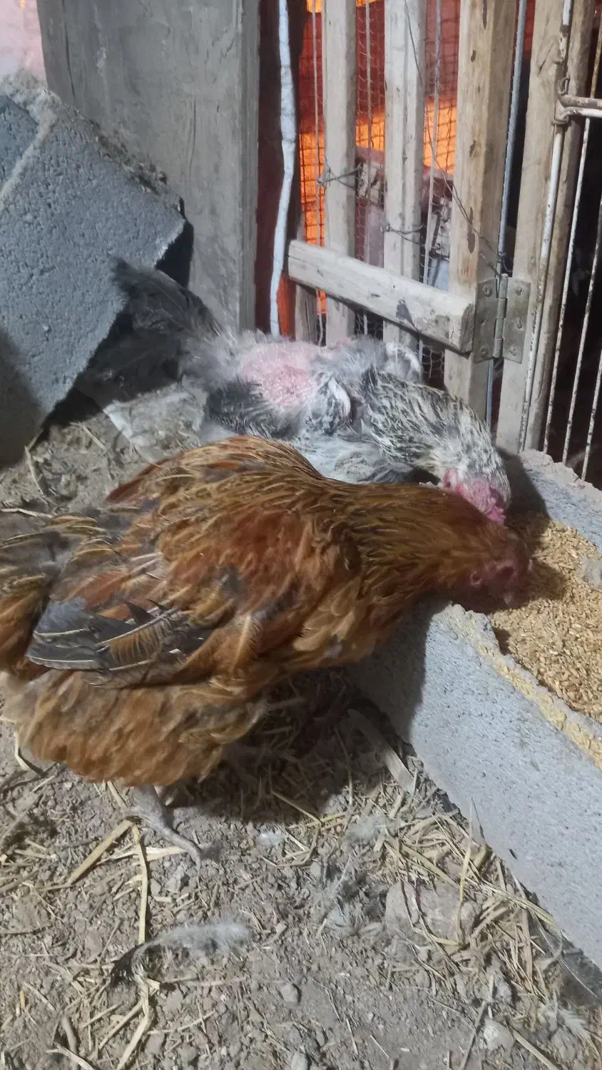 تیرچه مهندسی ۶متری مرغ|حراج|سراب, |دیوار